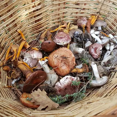 Bauernhof Allotjaments Rurals Punti